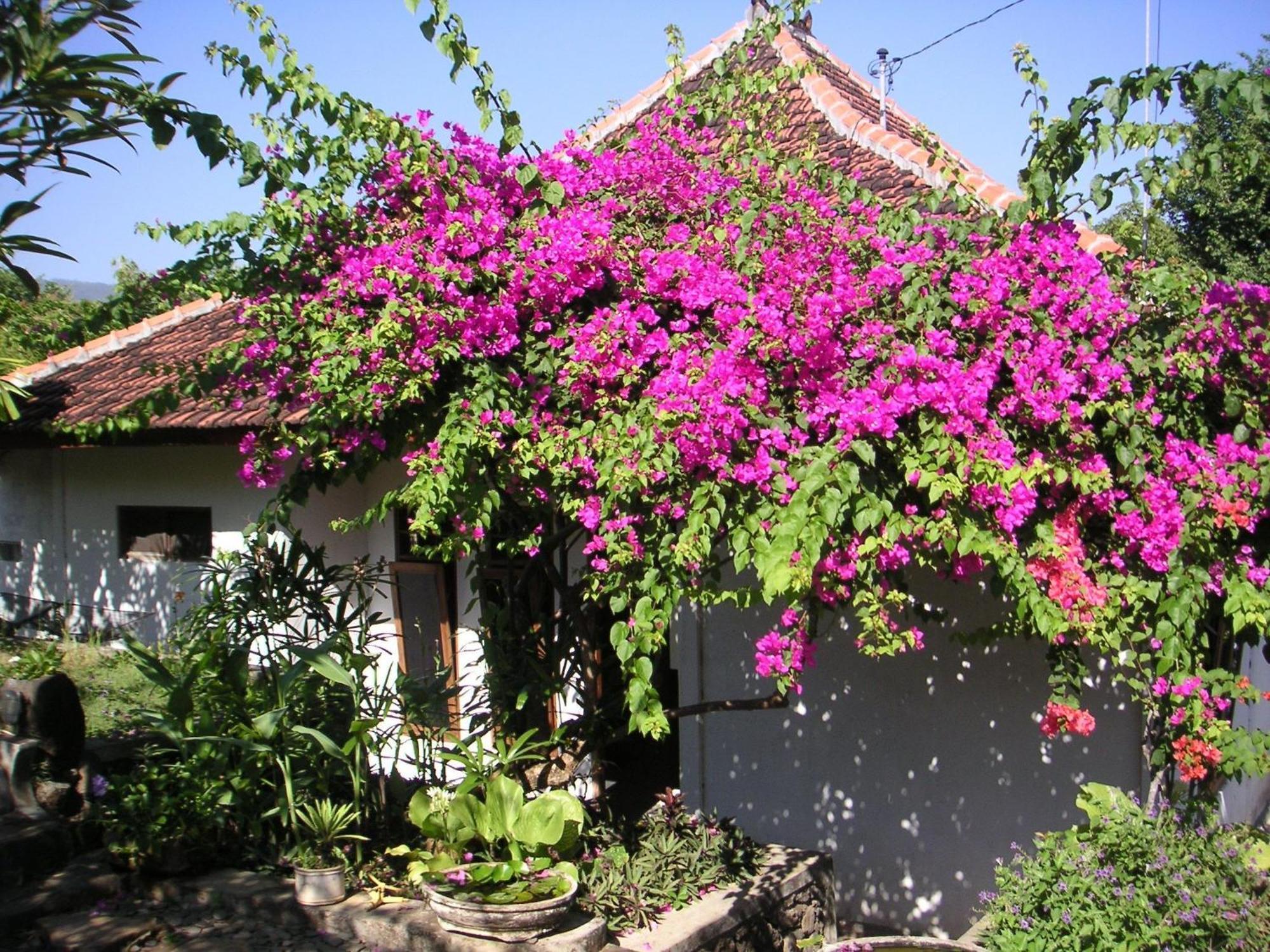 Sananda Bungalow Lovina Exteriér fotografie